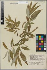Foto von Salix alba L. x Salix fragilis L.